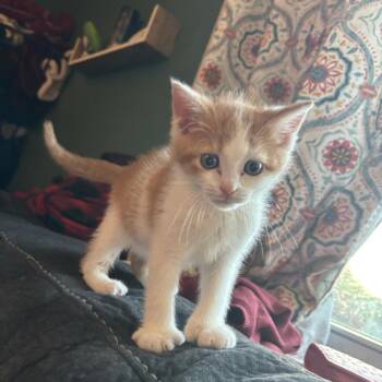 Julius -  Domestic Short Hair Cat for Adoption in Reisterstown, Maryland - Julius | PetCurious