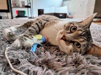 Rescue Domestic Short Hair Cats for Adoption in Pittsburgh, Pennsylvania - Benny | PetCurious