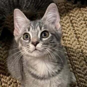 Angela 2 -  Domestic Short Hair Cat for Adoption in Cumming, Georgia - Angela 2 | PetCurious