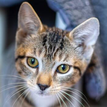 Thomas J -  Domestic Short Hair Cat for Adoption - Thomas J | PetCurious