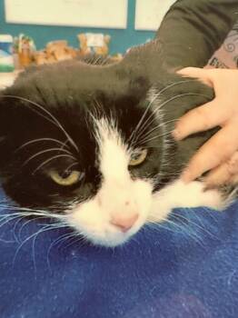 Domestic Short Hair Cats Available for Adoption - Spicy | PetCurious