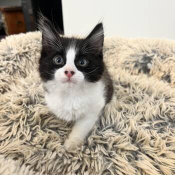 Domestic Long Hair Cats Available for Adoption in Hughesville, Maryland - Leonardo DiCatrio | PetCurious