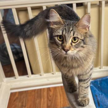 Floof -  Domestic Short Hair Cat for Adoption in San Antonio, Texas - Floof | PetCurious