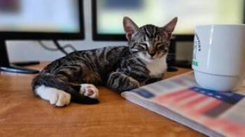 Jasper -  Tabby and Domestic Short Hair Cat for Adoption in San Luis Obispo, California - Jasper | PetCurious