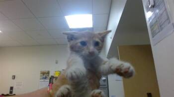 CIPHER -  Domestic Short Hair Cat for Adoption in Doral, Florida - CIPHER | PetCurious