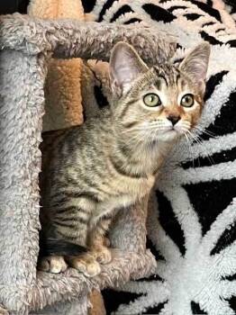 Rescue Tabby Cats for Adoption in Franklin, Tennessee - KITTEN JADE | PetCurious