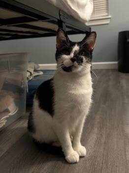 Domestic Short Hair Cats Available for Adoption - Sea Glass | PetCurious