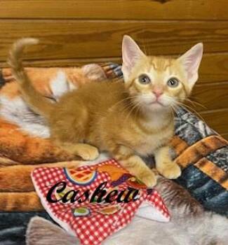 Cashew -  Tabby Cat for Adoption in Southern Pines, North Carolina - Cashew | PetCurious