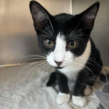 Huggies -  Domestic Short Hair Cat for Adoption in Council Bluffs, Iowa - Huggies | PetCurious