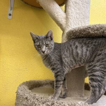 Domestic Short Hair Cats Available for Adoption in Fresno, California - Taemin | PetCurious