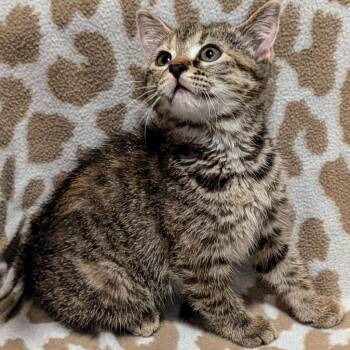 Domestic Short Hair Cats Available for Adoption in Brighton, Missouri - Saphira | PetCurious