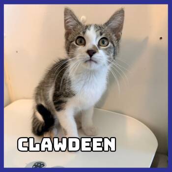 Clawdeen -  Domestic Short Hair Cat for Adoption in Glenwood, Minnesota - Clawdeen | PetCurious