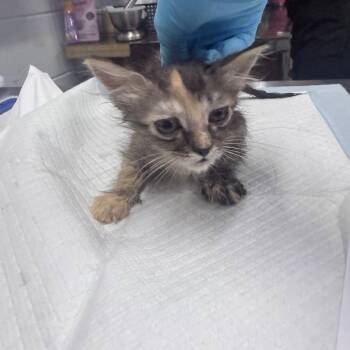 Juliette -  Domestic Short Hair Cat for Adoption in Summerville, South Carolina - Juliette | PetCurious