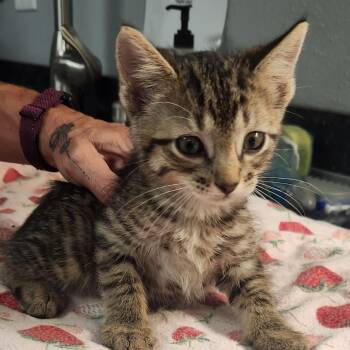 London -  Domestic Short Hair Cat for Adoption in Brighton, Missouri - London | PetCurious