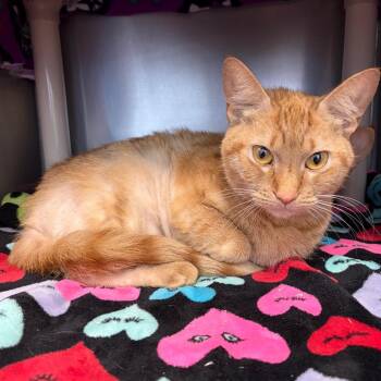 Stray 10/02/26 A65171 -  Domestic Short Hair Cat for Adoption in Keizer, Oregon - Stray 10/02/26 A65171 | PetCurious