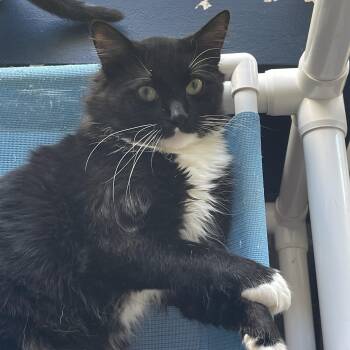Rescue Domestic Medium Hair Cats for Adoption in North Haven, Connecticut - Rocket | PetCurious