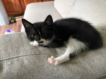 American Shorthair Cats Available for Adoption - Latte | PetCurious