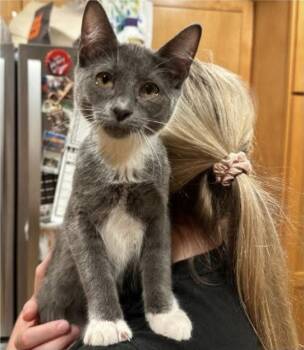 Gumbo -  Domestic Short Hair Cat for Adoption in Eugene, Oregon - Gumbo | PetCurious