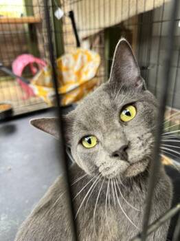 Russian Blue and Domestic Short Hair Cats Available for Adoption - Miso | PetCurious