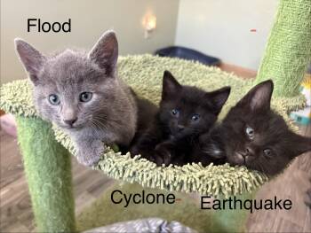 Cyclone -  Domestic Short Hair Cat for Adoption in Geneseo, Illinois - Cyclone | PetCurious