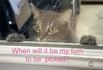 Milo -  Domestic Long Hair Cat for Adoption in Fremont, Nebraska - Milo | PetCurious