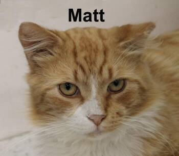 Matt Ricc. (very friendly and affectionate) -  Domestic Long Hair and Tabby Cat for Adoption in Stowe, Pennsylvania - Matt Ricc. (very Friendly And Affectionate) | PetCurious