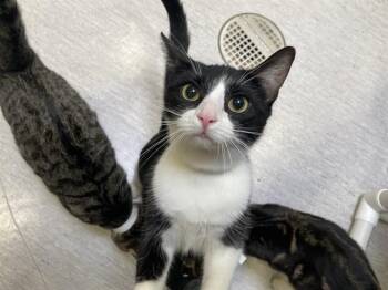 Domestic Short Hair Cats Available for Adoption in Tustin, California - FRENCHIE | PetCurious