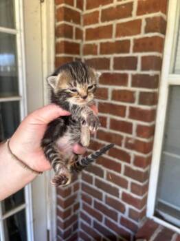 Fawkes -  Domestic Short Hair Cat for Adoption in Mobile, Alabama - Fawkes | PetCurious
