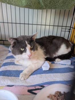 Domestic Short Hair Cats Available for Adoption - Gregory | PetCurious