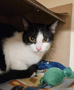 Risa -  Domestic Short Hair Cat for Adoption in Bloomington, Indiana - Risa | PetCurious