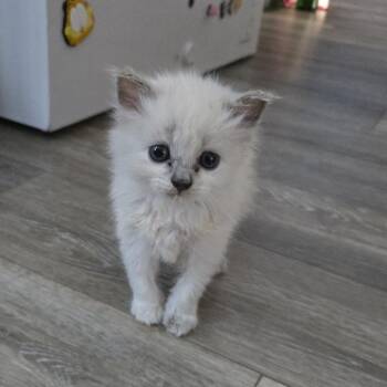Glimmer Shine -  Domestic Medium Hair Cat for Adoption in Greensboro, North Carolina - Glimmer Shine | PetCurious