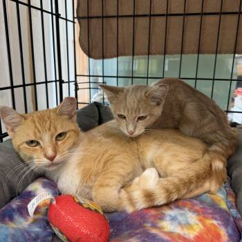 Aspen and Colby -  Domestic Short Hair Cat for Adoption in Warren, Ohio - Aspen And Colby | PetCurious