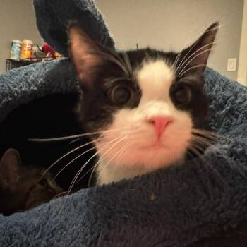 Domestic Short Hair Cats Available for Adoption in Johnstown, Pennsylvania - King Rappy | PetCurious