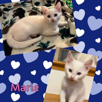 Marie -  Domestic Short Hair Cat for Adoption in Orangevale, California - Marie | PetCurious