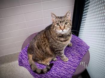 MAGGIE -  Domestic Short Hair Cat for Adoption in Omaha, Nebraska - MAGGIE | PetCurious
