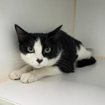 Ogie -  Domestic Short Hair Cat for Adoption in Clavet, Saskatchewan - Ogie | PetCurious