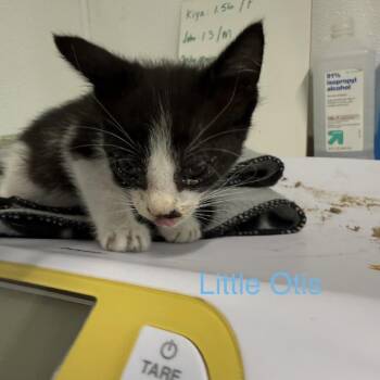 Little Otis -  American Shorthair Cat for Adoption in Spring Hill, Kansas - Little Otis | PetCurious
