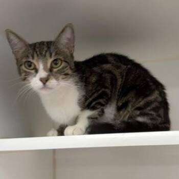 Bebe (STRAY) -  Domestic Short Hair Cat for Adoption in Reisterstown, Maryland - Bebe (STRAY) | PetCurious