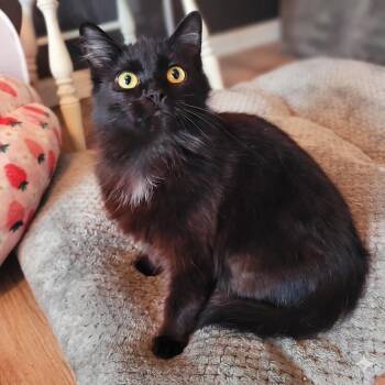 Slim Chickens -  Domestic Long Hair Cat for Adoption in Whitestown, Indiana - Slim Chickens | PetCurious