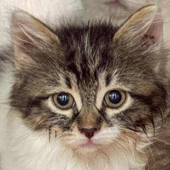 Skunk -  Domestic Medium Hair Cat for Adoption in Kennebunk, Maine - Skunk | PetCurious