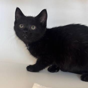 Domestic Short Hair Cats Available for Adoption in League City, Texas - Frosty Chuckles (GRN) | PetCurious