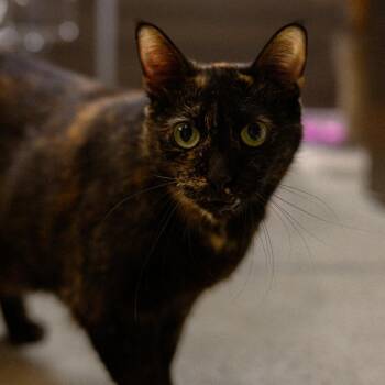 Cleopatra -  Domestic Short Hair Cat for Adoption in Vallejo, California - Cleopatra | PetCurious