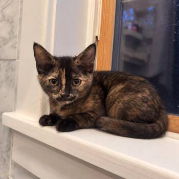 Malibu -  Domestic Short Hair Cat for Adoption in Gibsonia, Pennsylvania - Malibu | PetCurious