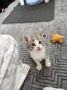 Alvin -  Domestic Short Hair Cat for Adoption in Sunrise, Florida - Alvin | PetCurious
