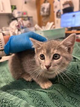 COOKIE -  Domestic Short Hair Cat for Adoption in Alameda, California - COOKIE | PetCurious