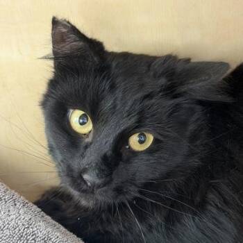 Domestic Long Hair and Domestic Short Hair Cats Available for Adoption - Sister Curly Tail | PetCurious