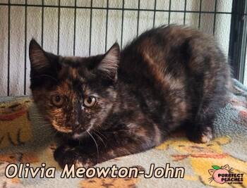 Olivia Meowton-John -  Domestic Short Hair Cat for Adoption in Douglasville, Georgia - Olivia Meowton-John | PetCurious