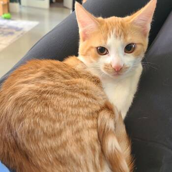 Rescue Domestic Short Hair Cats for Adoption in Durham, North Carolina - Taz | PetCurious