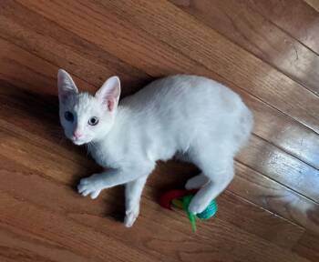 Imara26 -  Manx Cat for Adoption in Youngsville, North Carolina - Imara26 | PetCurious