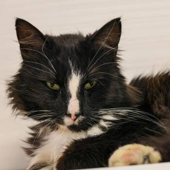 Domestic Long Hair Cats Available for Adoption - **Cat Cafe** Grendel | PetCurious